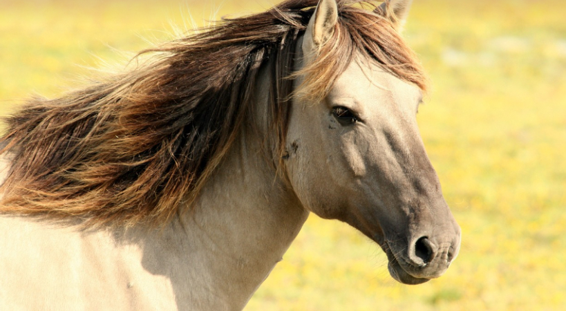 Caballo